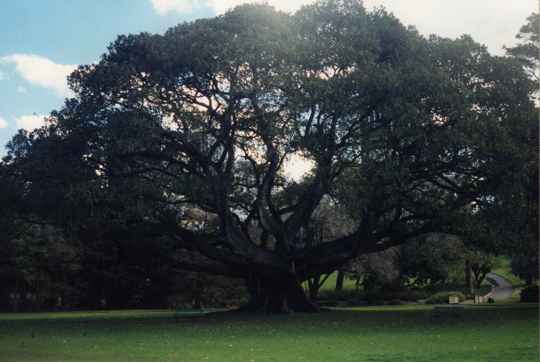 Albero australiano